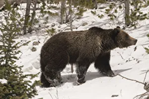 Images Dated 25th June 2021: USA, Wyoming, Bridger-Teton National Forest. Grizzly bear sow in profile