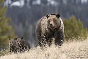 Images Dated 28th June 2021: USA, Wyoming, Bridger-Teton National Forest. Grizzly bear sow with spring cubs