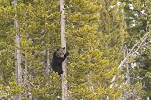 Images Dated 12th November 2021: USA, Wyoming, Bridger-Teton National Forest. Grizzly bear cub climbing pine tree