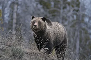 USA, Wyoming, Bridger-Teton National Forest. Grizzly bear sow close-up