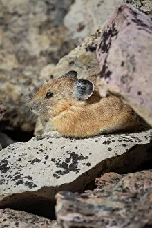Herbivore Prints: USA, Wyoming, Bridger Teton National Forest. North American pika in lichen covered rocks