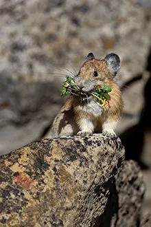 USA, Wyoming, Bridger Teton National Forest. North American pika, collecting food in lichen covered rocks