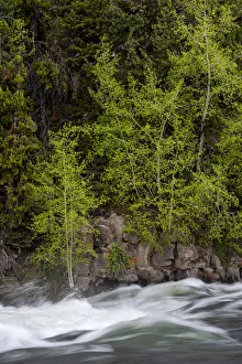 USA, Wyoming. Budding trees, La Grange Cascade, Yellowstone National Park