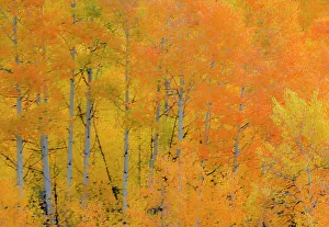 Grove Prints: USA, Wyoming. Buffalo Valley Road and Buffalo Fork River with Autumn Colors on orange colored Aspen grove