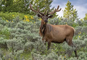 Looking At Camera Prints: USA, Wyoming. Bull elk portrait and arrowleaf balsamroot wildflowers