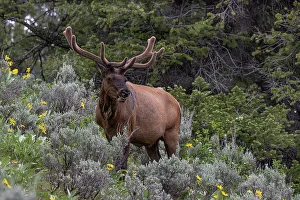 Velvet Prints: USA, Wyoming. Bull elk portrait and arrowleaf balsamroot wildflowers