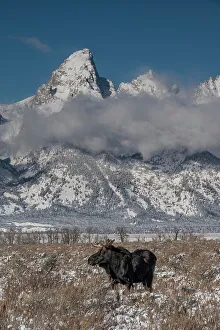 USA, Wyoming. Bull moose in front of Teton Peaks, Grand Teton National Park
