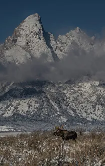 Grand Teton Prints: USA, Wyoming. Bull moose in front of Teton Peaks, Grand Teton National Park