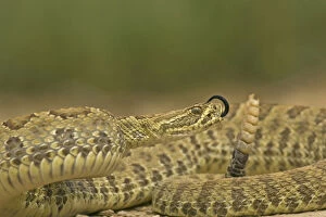 Images Dated 31st May 2007: USA, Wyoming, Carbon County. Close-up of prairie rattlesnake. Credit as: Cathy