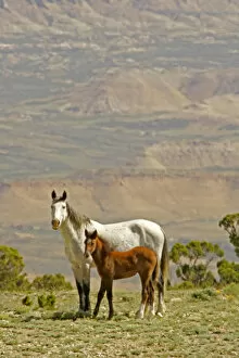 Images Dated 27th May 2005: USA, Wyoming, Carbon County. Wild horse mare and colt