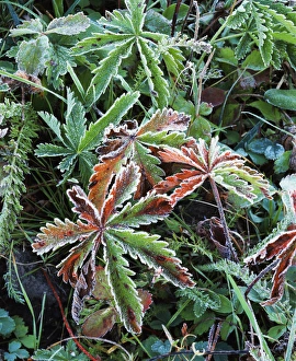 Snake River Prints: USA, Wyoming, Close-up of frosted sliverweed