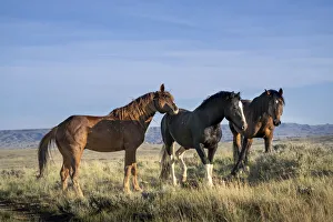 Images Dated 12th July 2021: USA, Wyoming. Close-up of wild horses in field