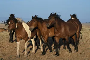 Images Dated 12th July 2021: USA, Wyoming. Close-up of wild horses walking in desert