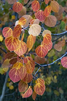 USA, Wyoming. Colorful autumn foliage, detail aspen leaves, Grand Teton National Park