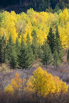 Images Dated 24th June 2020: USA, Wyoming. Colorful autumn foliage, Grand Teton National Park