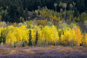 Images Dated 24th June 2020: USA, Wyoming. Colorful autumn foliage, Grand Teton National Park