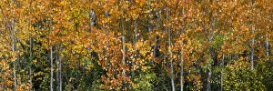 Images Dated 16th January 2021: USA, Wyoming. Colorful autumn foliage, Grand Teton National Park