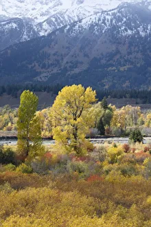 Snake River Prints: USA, Wyoming. Colorful autumn foliage along the Snake River, Grand Teton National Park