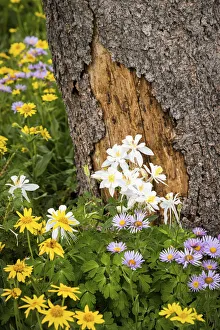 Decorative Prints: USA, Wyoming, Columbine