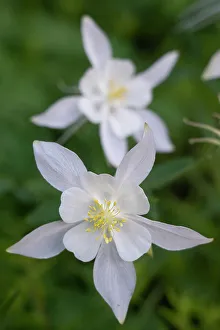 USA, Wyoming. Columbine wildflowers, Grand Teton National Park