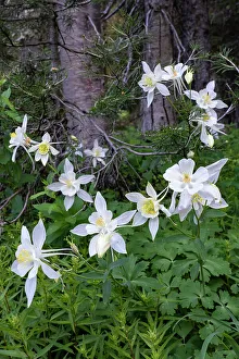 Images Dated 3rd January 2023: USA, Wyoming. Columbine wildflowers, Grand Teton National Park