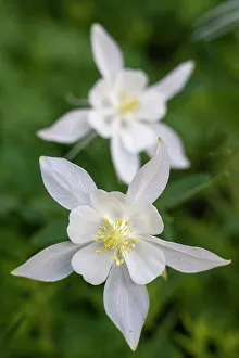 Images Dated 3rd January 2023: USA, Wyoming. Columbine wildflowers, Grand Teton National Park