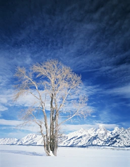Snowcapped Prints: USA, Wyoming, Cottonwood tree in winter