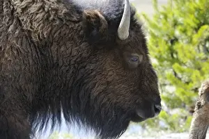Yellow Stone Prints: USA, Wyoming, Cow Bison, Yellowstone National Park
