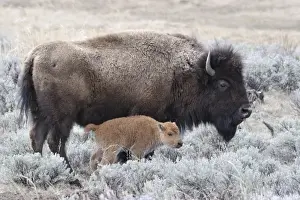 Yellow Stone Prints: USA, Wyoming, Cow and Calf Bison, Yellowstone National Park