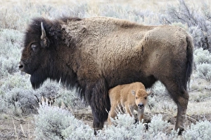 Nursing Prints: USA, Wyoming, Cow Nursing Bison Calf, Yellowstone National Park