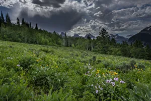 Images Dated 2021 July: USA, Wyoming. Dramatic clouds and wildflowers in meadow west side of Teton Mountains
