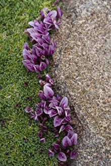 Images Dated 2021 April: USA, Wyoming. Dwarf clover, Beartooth Pass