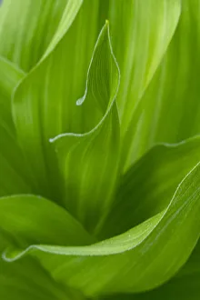 Twisting Prints: USA, Wyoming. False Hellebore leaves detail, Teton National Forest