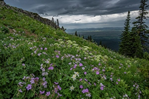 Geranium Prints: USA, Wyoming. Field of columbine, geranium, cow parsnip and view of Teton Valley