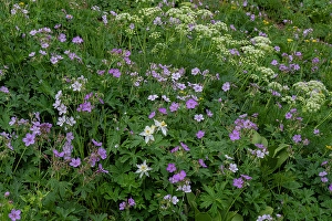 Geranium Prints: USA, Wyoming. Field of columbine, geranium, cow parsnip