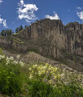 Teton Prints: USA, Wyoming. Field of Columbine wildflowers, and mountain, Jedediah Smith Wilderness