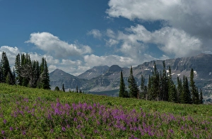 Images Dated 4th May 2024: USA, Wyoming. Fireweed in meadow, Jedediah Smith Wilderness