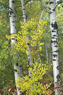 Images Dated 3rd January 2023: USA, Wyoming. Fog descending on autumn Aspen near Jackson Hole