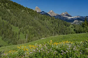 Geranium Prints: USA, Wyoming. Geranium and arrowleaf balsamroot wildflowers in meadow west side of Teton