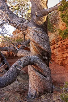Tom Haseltine Prints: USA, Wyoming. Gnarled and twisted pine tree