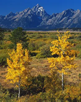 Images Dated 11th February 2013: USA, Wyoming, Grand Teton National Park, Autumn aspen trees with teton range in background