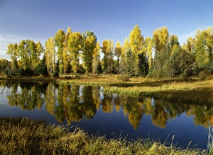 USA, Wyoming, Grand Teton National Park, Coniferous tree reflected in Beaver Pond
