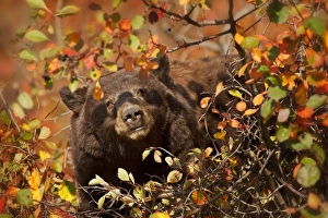 Images Dated 3rd October 2010: USA, Wyoming, Grand Teton National Park. Black bear foraging for Hawthorne berries