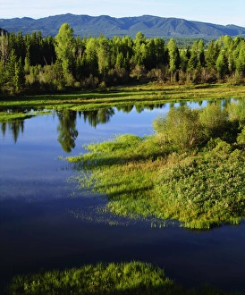 USA; Wyoming, Grand Teton National Park. A A lush Meadow in the Grand Tetons