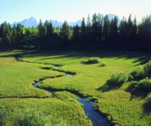 USA; Wyoming, Grand Teton National Park. A Grand Tetons and a lush meadow. A