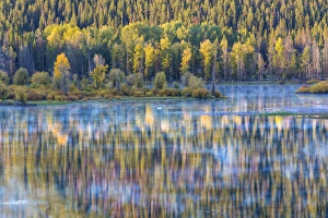 Images Dated 24th September 2013: USA, Wyoming, Grand Teton National Park. Swans and forest reflection in lake. Credit as