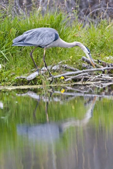 Images Dated 23rd August 2009: USA, Wyoming, Grand Teton National Park, Great Blue Heron hunting along shore of pond