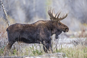 Images Dated 27th September 2015: USA, Wyoming, Grand Teton National Park, a bull moose stands along a river bank in