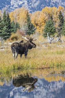 Images Dated 29th September 2015: USA, Wyoming, Grand Teton National Park, a Bull Moose stands near the Snake River