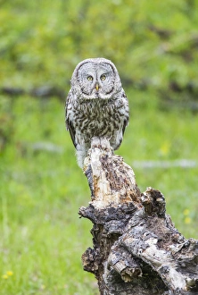 USA, Wyoming, Grand Teton National Park, an adult Great Gray Owl stares from a stump